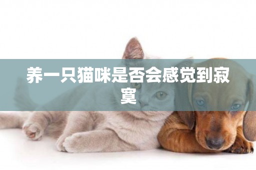 養一只貓咪是否會感覺到寂寞