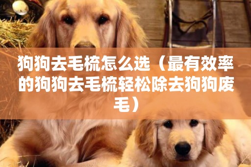 狗狗去毛梳怎么選（最有效率的狗狗去毛梳輕松除去狗狗廢毛）