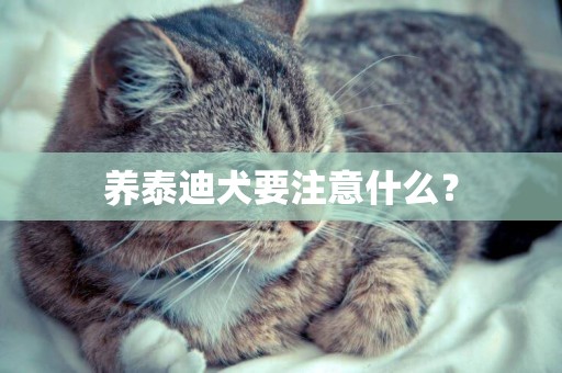 養泰迪犬要注意什么？