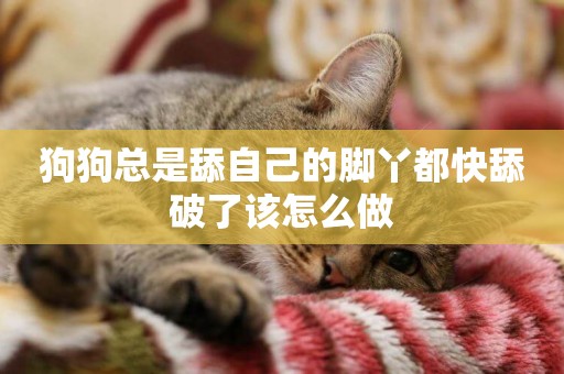 狗狗總是舔自己的腳丫都快舔破了該怎么做