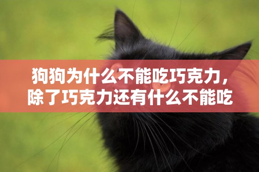 狗狗為什么不能吃巧克力，除了巧克力還有什么不能吃