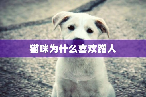 貓咪為什么喜歡蹭人