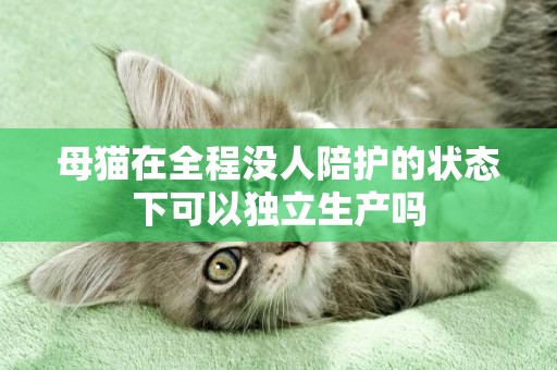 母貓在全程沒人陪護的狀態下可以獨立生產嗎