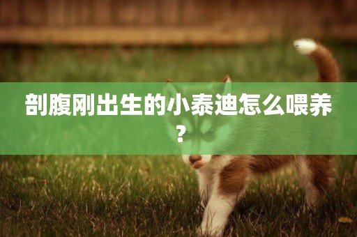剖腹剛出生的小泰迪怎么喂養？