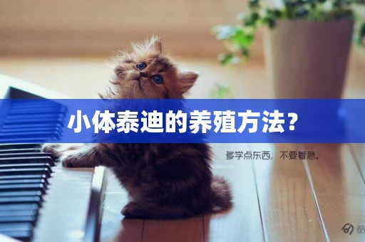 小體泰迪的養殖方法？