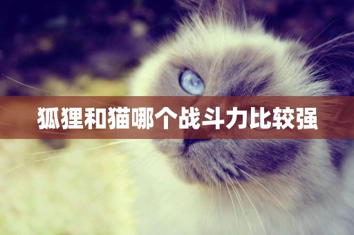 狐貍和貓哪個戰斗力比較強