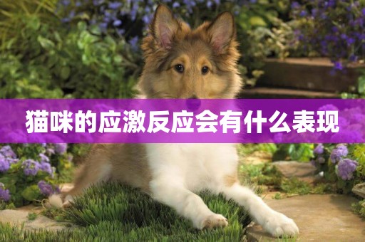 貓咪的應激反應會有什么表現