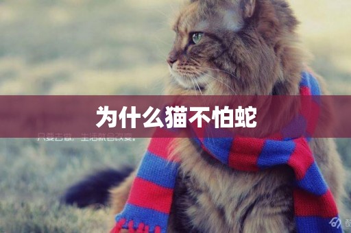 為什么貓不怕蛇