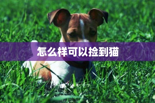 怎么樣可以撿到貓