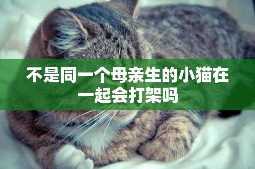 不是同一個母親生的小貓在一起會打架嗎
