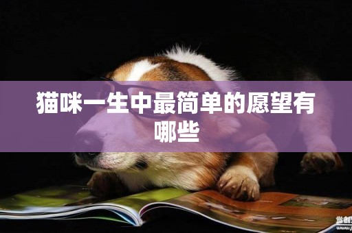 貓咪一生中最簡單的愿望有哪些
