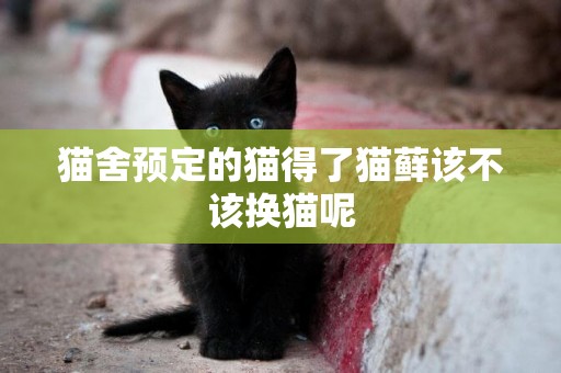 貓舍預定的貓得了貓蘚該不該換貓呢