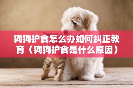 狗狗護食怎么辦如何糾正教育（狗狗護食是什么原因）