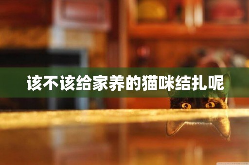 該不該給家養的貓咪結扎呢