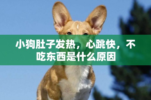 小狗肚子發熱，心跳快，不吃東西是什么原因