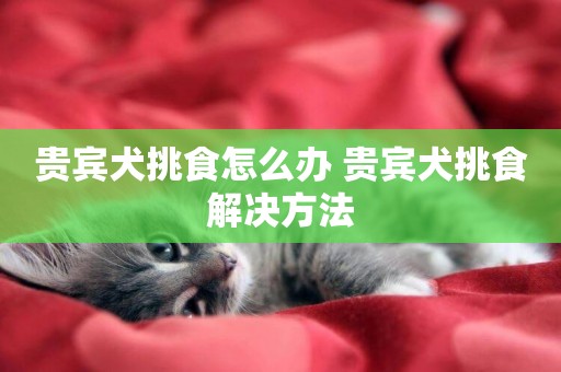 貴賓犬挑食怎么辦 貴賓犬挑食解決方法