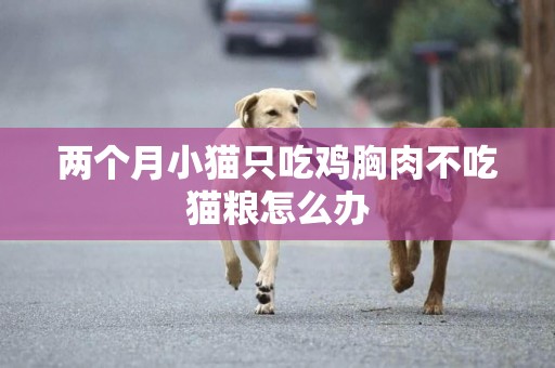 兩個月小貓只吃雞胸肉不吃貓糧怎么辦