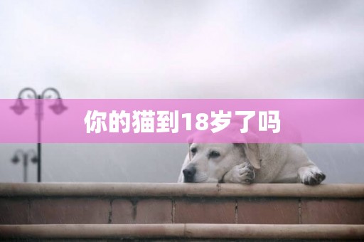 你的貓到18歲了嗎