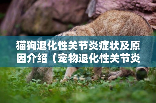 貓狗退化性關節炎癥狀及原因介紹（寵物退化性關節炎如何預防）
