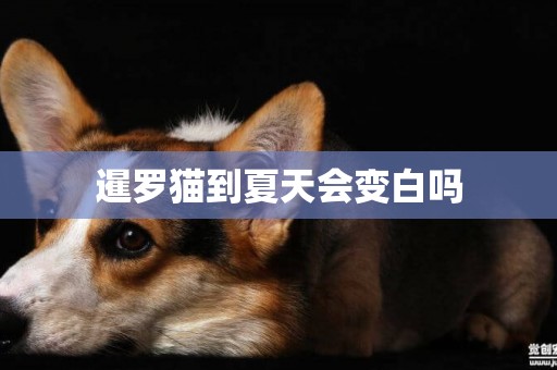 暹羅貓到夏天會變白嗎
