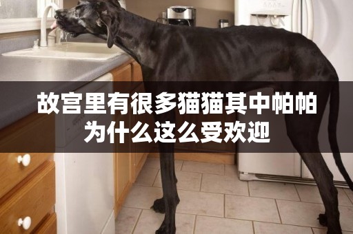 故宮里有很多貓貓其中帕帕為什么這么受歡迎