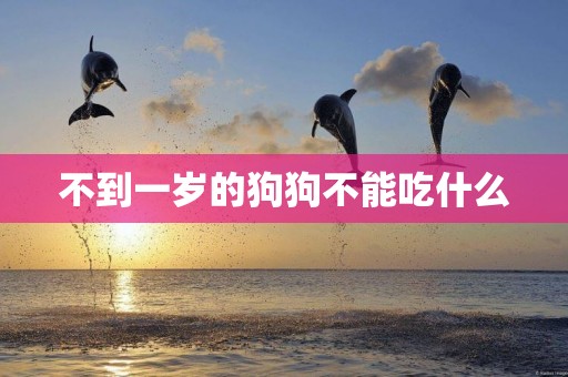 不到一歲的狗狗不能吃什么