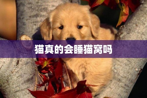 貓真的會睡貓窩嗎