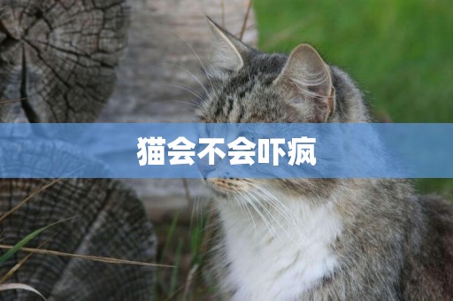 貓會不會嚇瘋