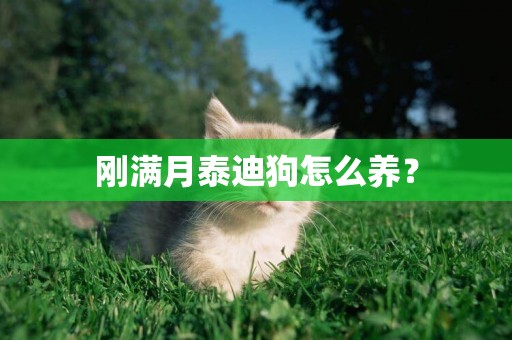 剛滿月泰迪狗怎么養？