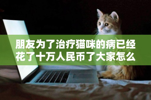 朋友為了治療貓咪的病已經花了十萬人民幣了大家怎么看