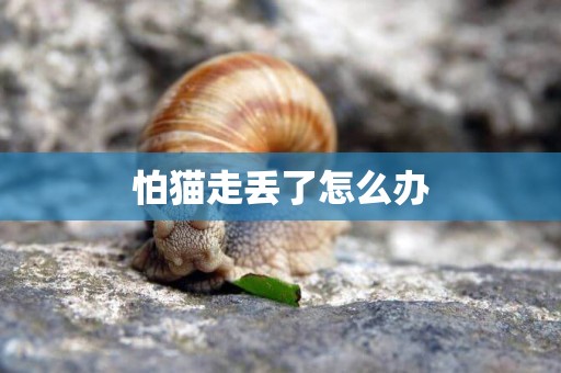 怕貓走丟了怎么辦