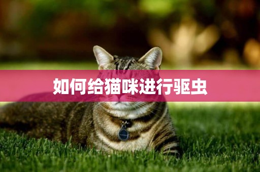 如何給貓咪進行驅蟲