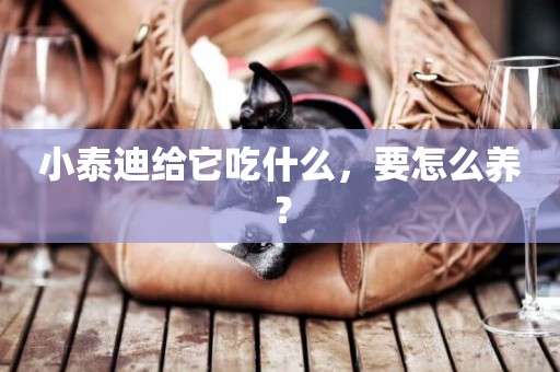 小泰迪給它吃什么，要怎么養？