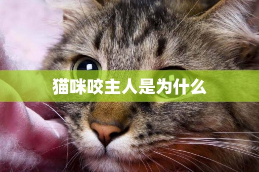 貓咪咬主人是為什么