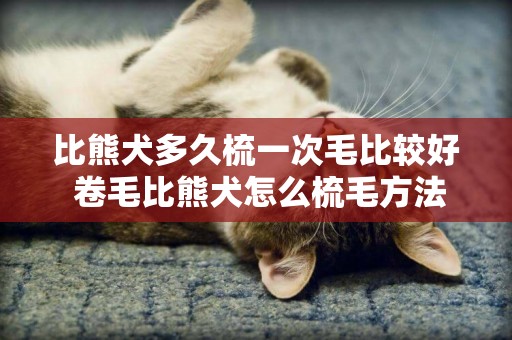 比熊犬多久梳一次毛比較好 卷毛比熊犬怎么梳毛方法