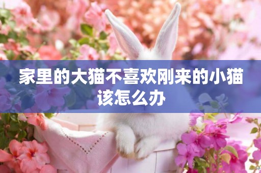 家里的大貓不喜歡剛來的小貓該怎么辦