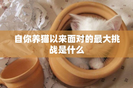 自你養貓以來面對的最大挑戰是什么