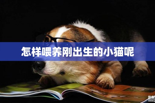 怎樣喂養剛出生的小貓呢
