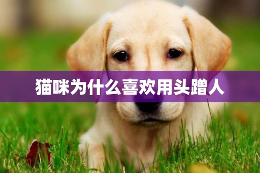 貓咪為什么喜歡用頭蹭人
