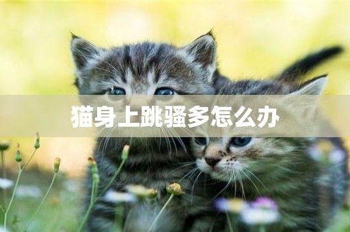 貓身上跳騷多怎么辦