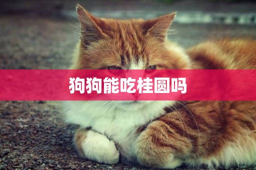 狗狗能吃桂圓嗎