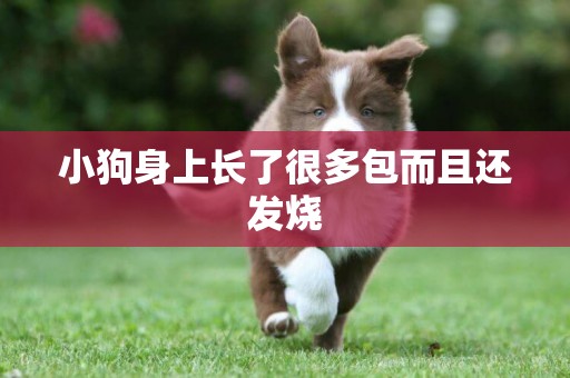 小狗身上長了很多包而且還發燒