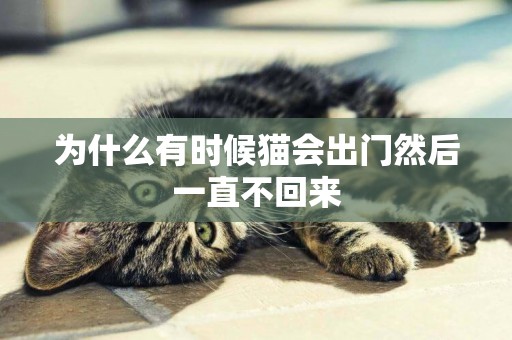 為什么有時候貓會出門然后一直不回來