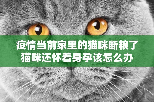 疫情當前家里的貓咪斷糧了貓咪還懷著身孕該怎么辦