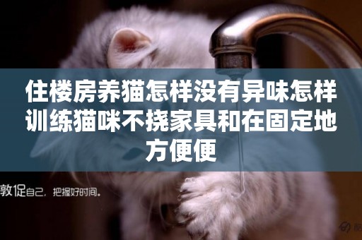 住樓房養貓怎樣沒有異味怎樣訓練貓咪不撓家具和在固定地方便便