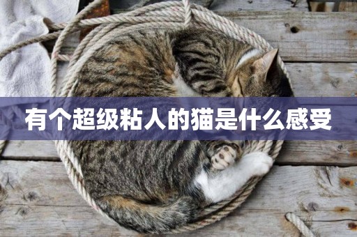 有個超級粘人的貓是什么感受