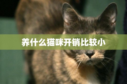 養什么貓咪開銷比較小