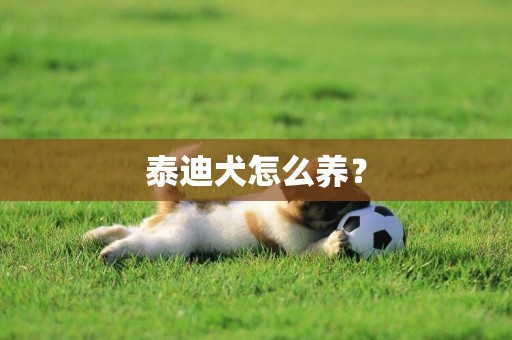 泰迪犬怎么養？