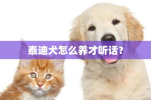泰迪犬怎么養才聽話？