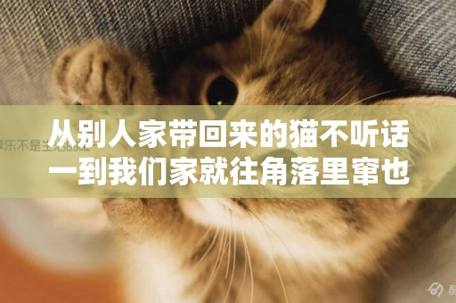 從別人家帶回來的貓不聽話一到我們家就往角落里竄也不吃東西怎么辦